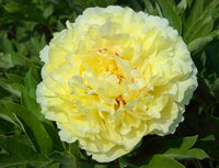 Sonoma Halo Itoh Peony
