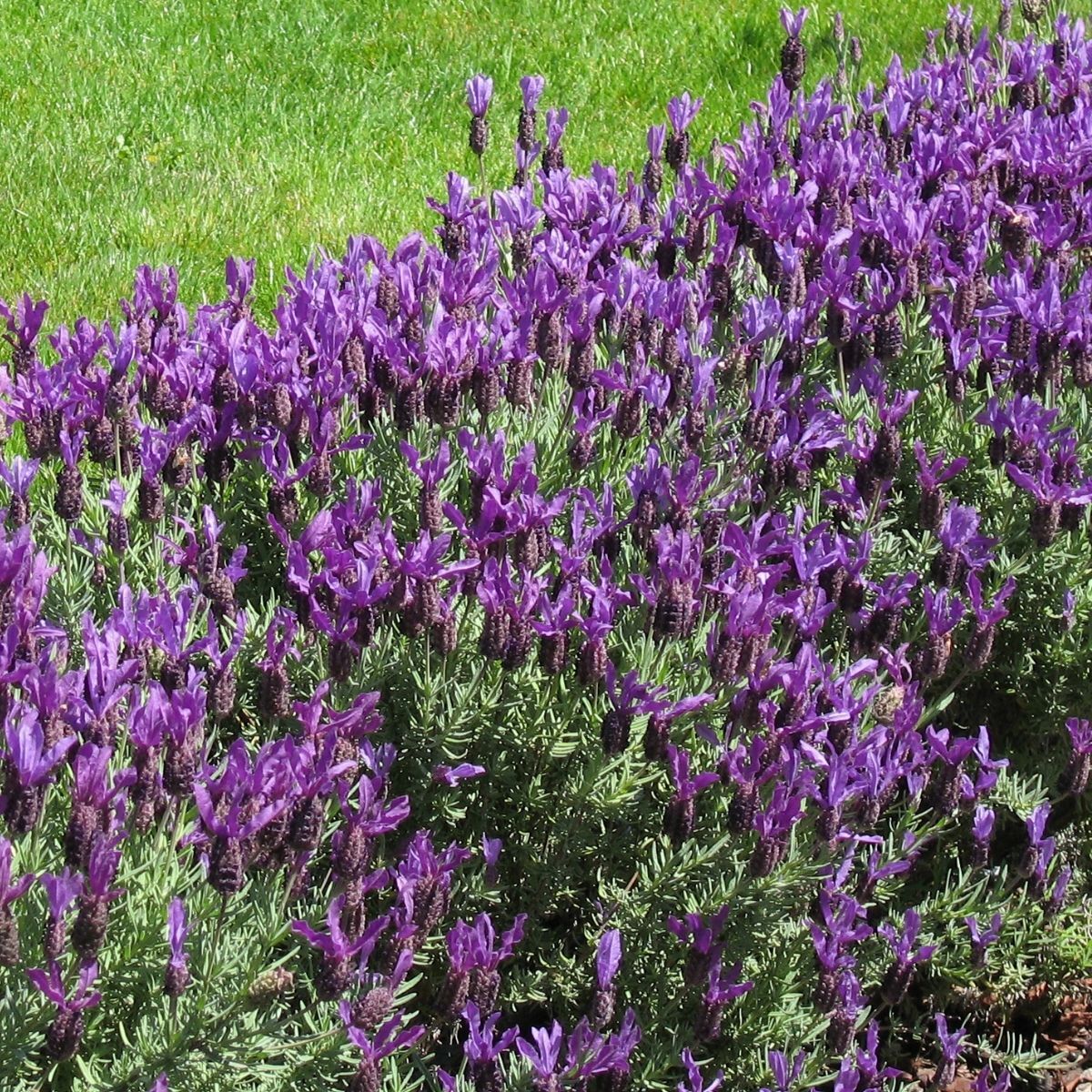 Seedling 5 Pack- Lavender Forte Deep Purple