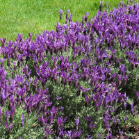 Seedling 5 Pack- Lavender Forte Deep Purple