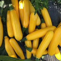 Gold Star – Yellow Summer Squash Seed