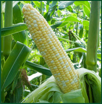 SS2742 – Treated Corn Seed