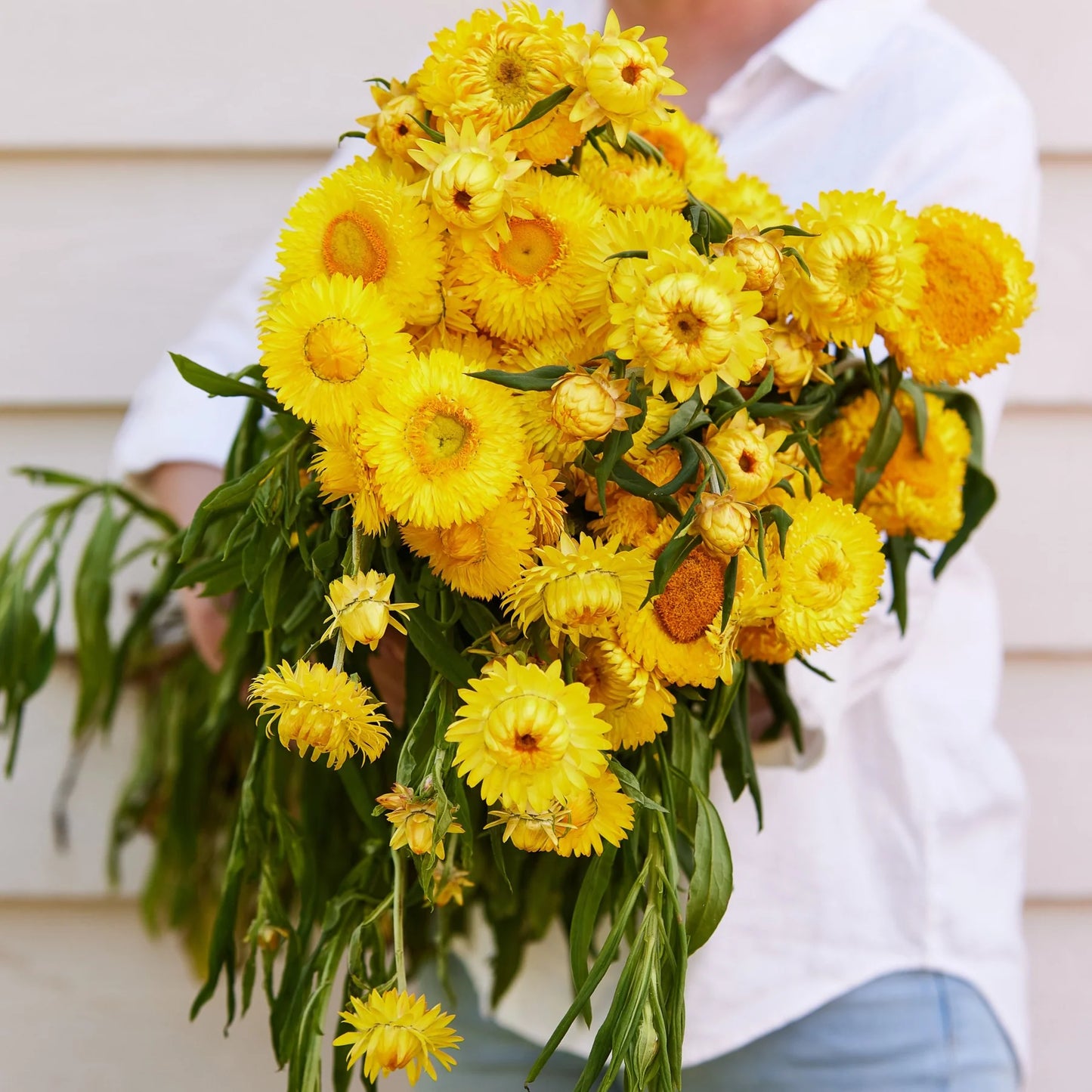 Everlasting Daisy- Golden Yellow