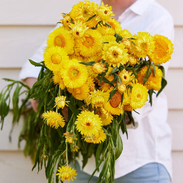 Everlasting Daisy- Golden Yellow