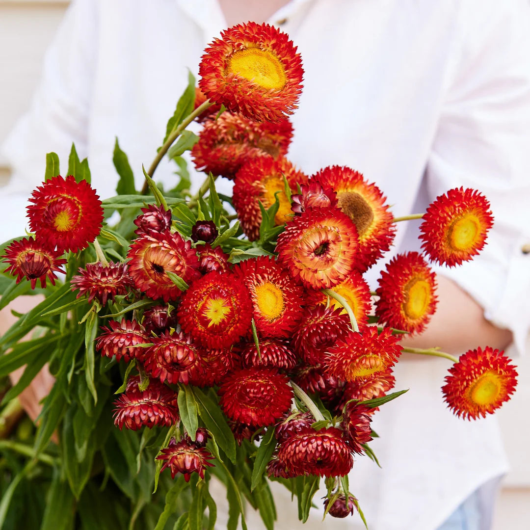 Everlasting Daisy- Copper Red