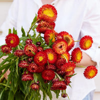 Everlasting Daisy- Copper Red