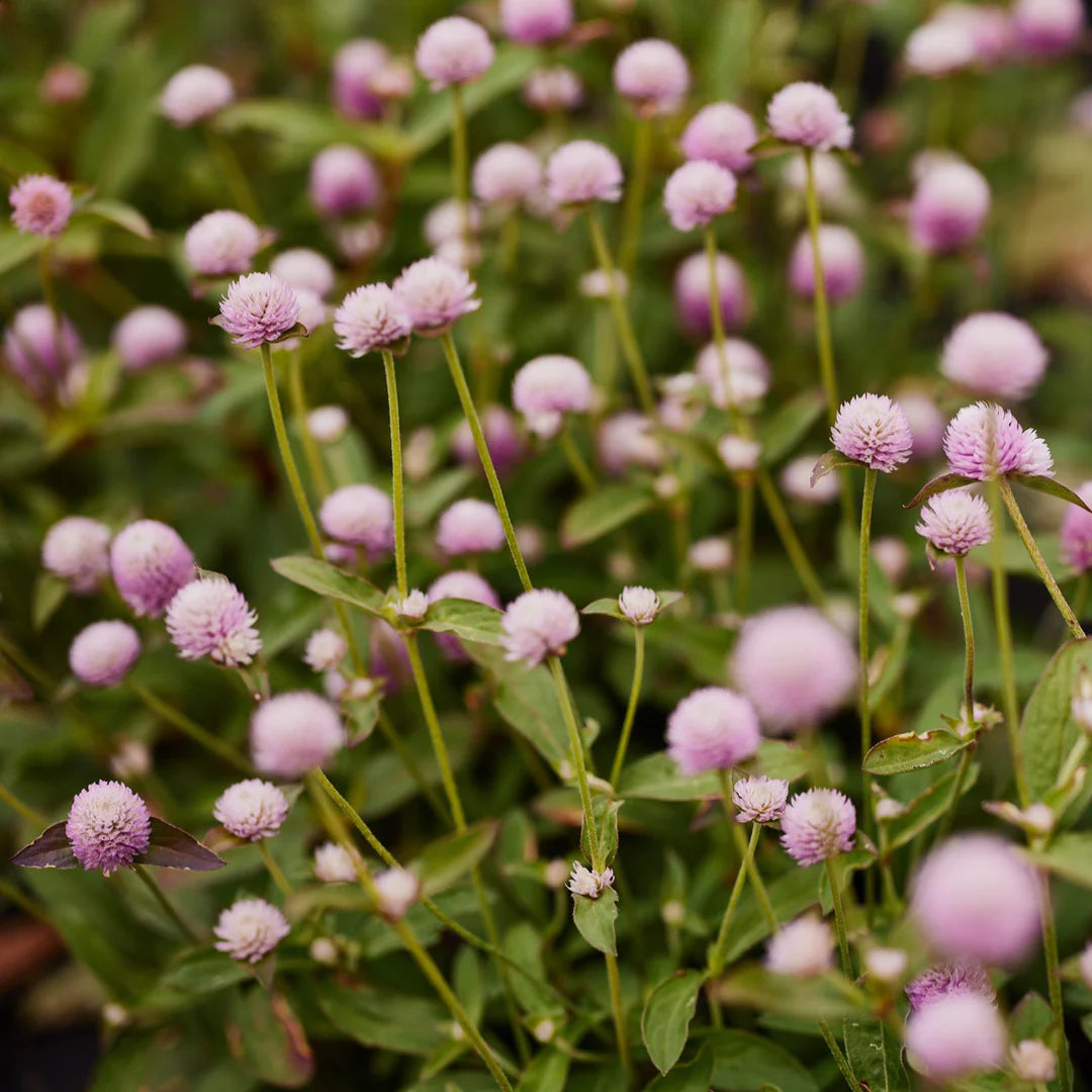 Globe Amaranth- Tall Rose