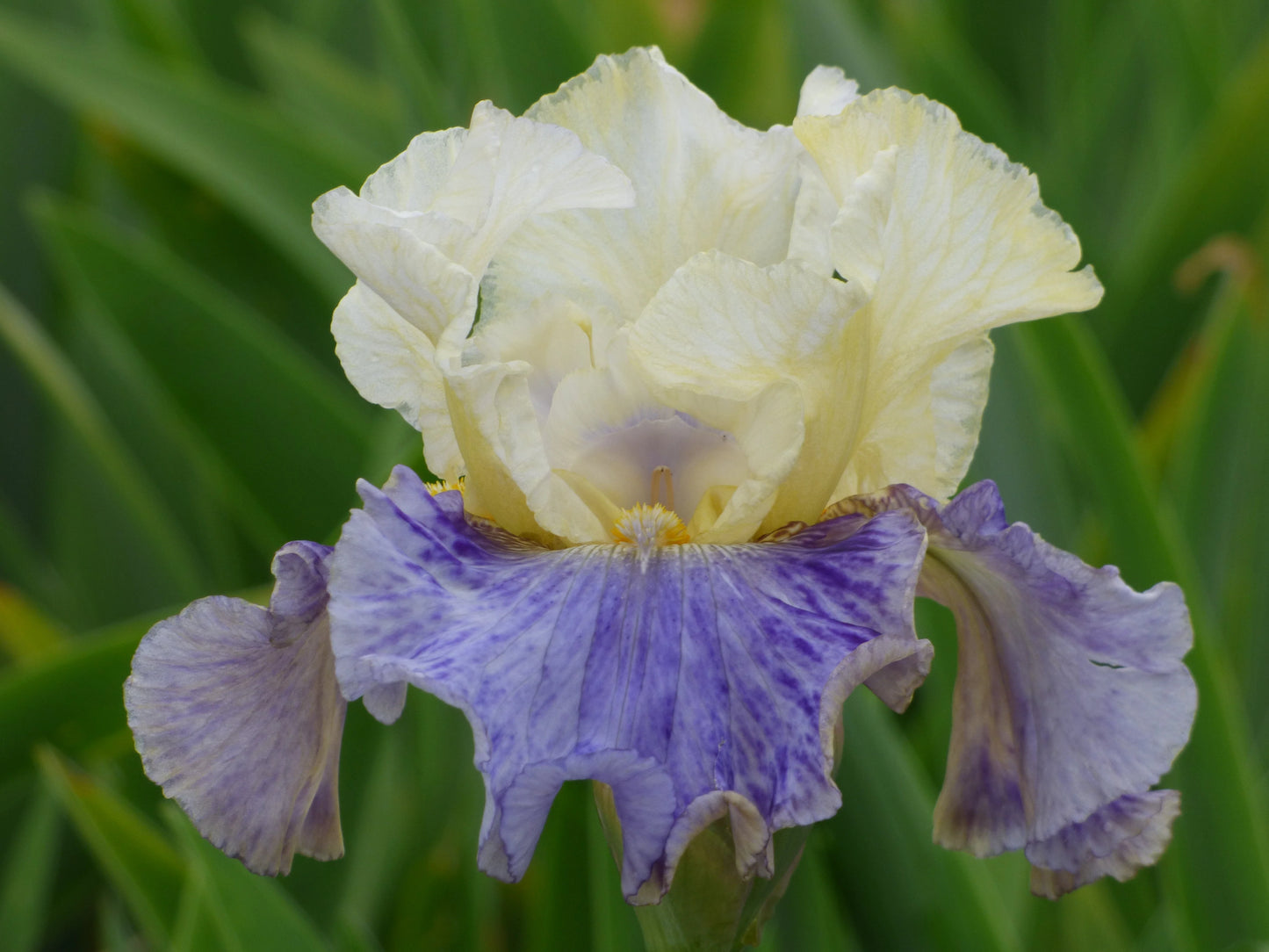 Rhizome Cowboy Reblooming Bearded Iris
