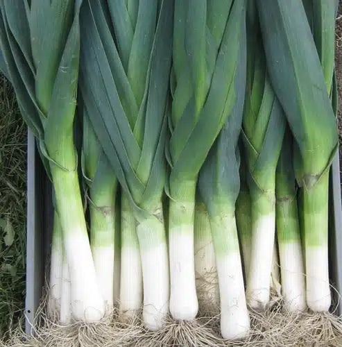 Surfer – Organic Leek Seed