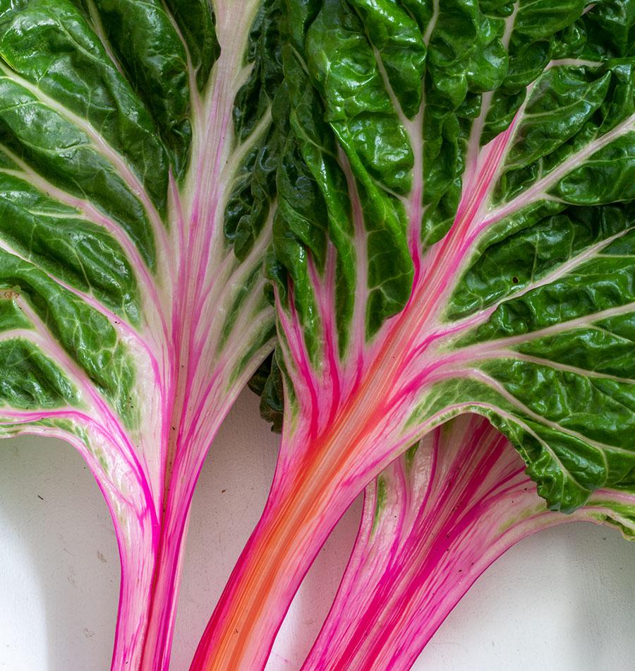 Peppermint – Swiss Chard Seed