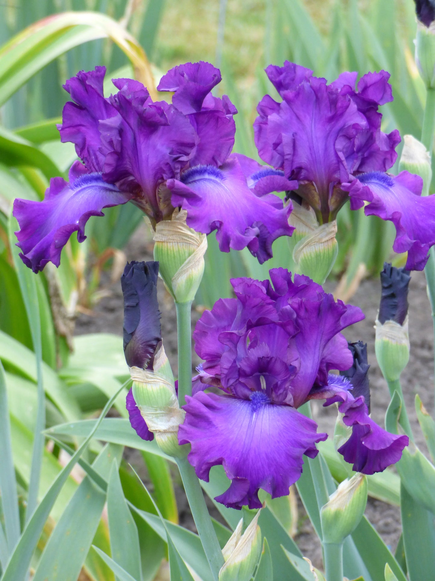 Swingtown Bearded Iris Seeds