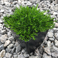 Heirloom Non-GMO Irish Moss Plant Seeds for Planting – Ground Cover for Lush Green Landscapes