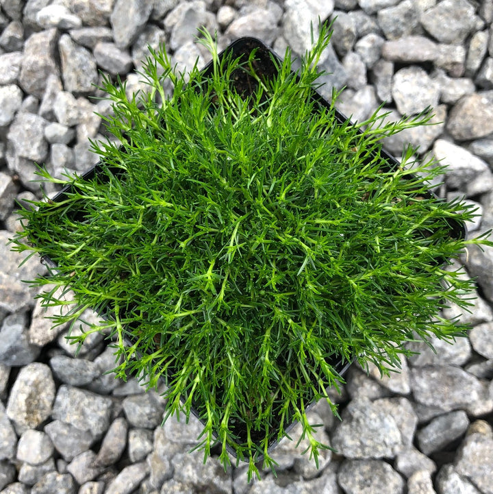 Heirloom Non-GMO Irish Moss Plant Seeds for Planting – Ground Cover for Lush Green Landscapes
