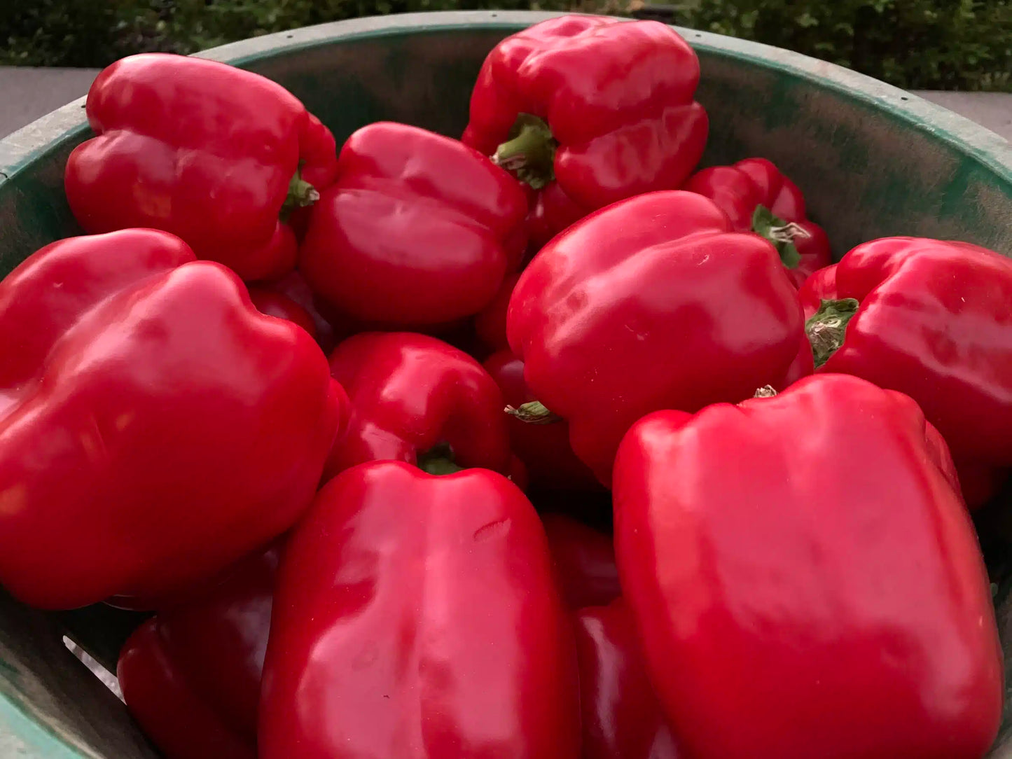 Sailfish – Bell Pepper Seed