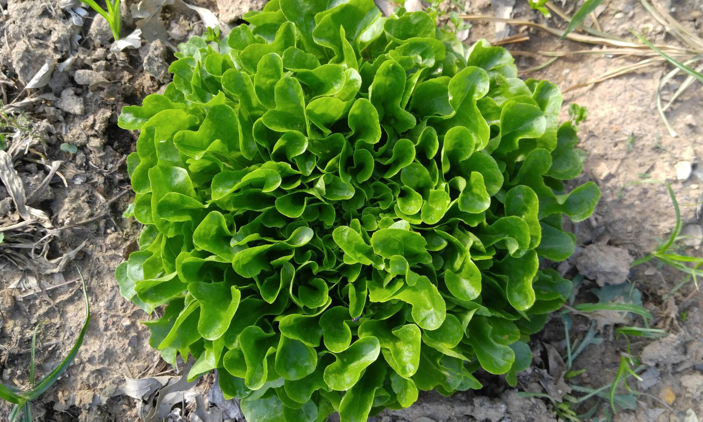 Salanova? Green Oakleaf – Lettuce Seed