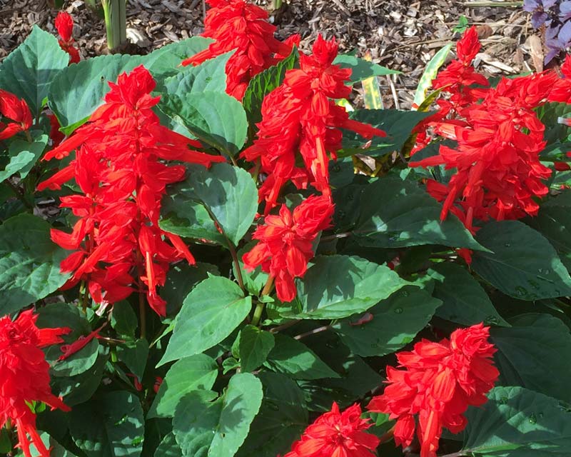 Salvia- Blaze of Fire