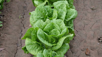 Salvius – Lettuce Seed