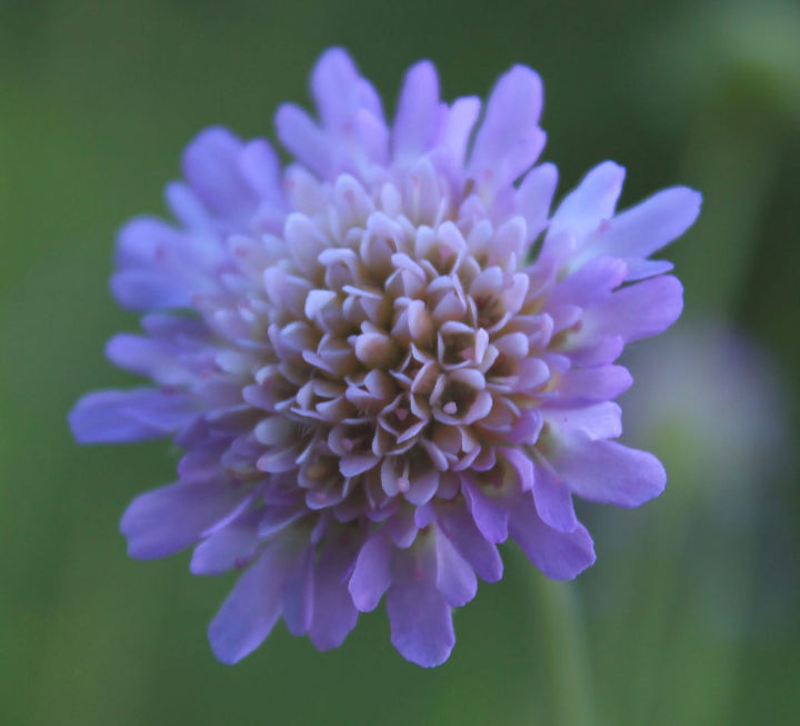 Heirloom Non-GMO Scabiosa Flower Seeds for Planting – Fragrant Pollinator-Friendly Garden Blooms