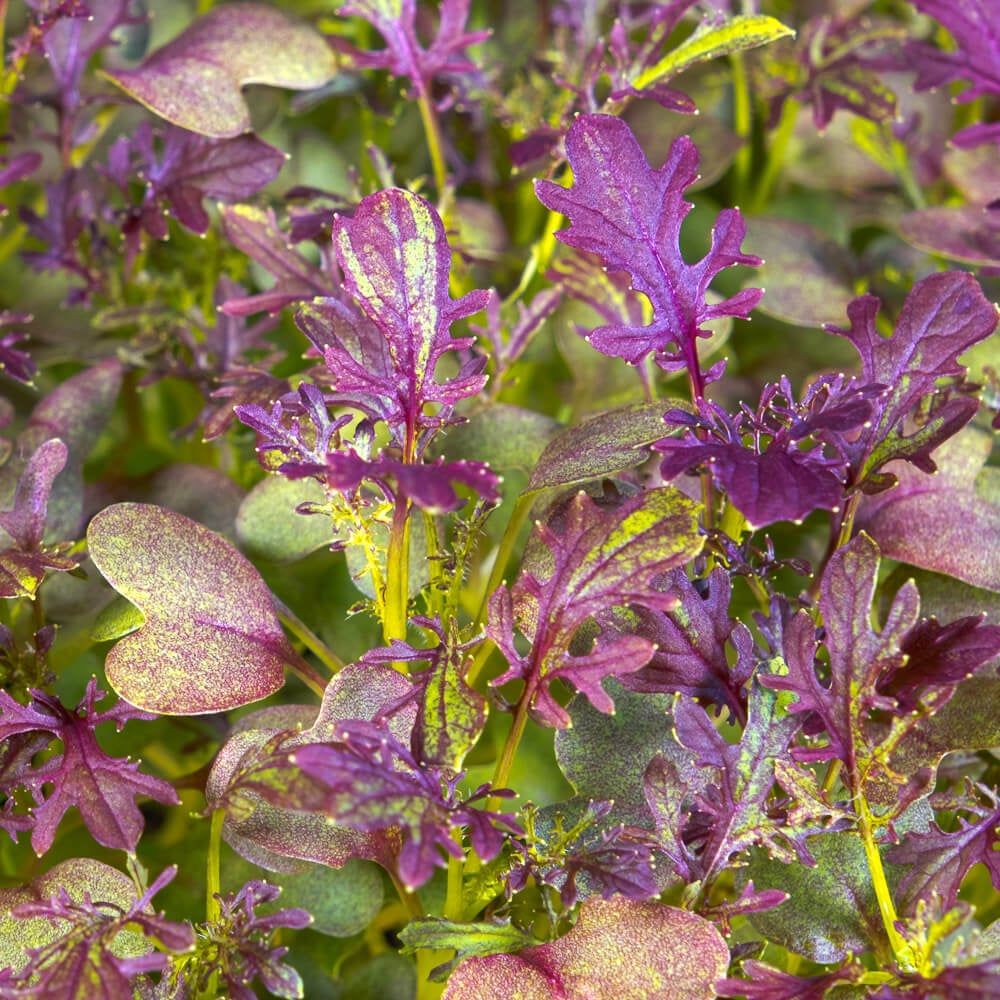 Mustard, Scarlet Frills – Microgreen Seed