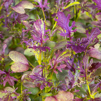 Mustard, Scarlet Frills – Microgreen Seed