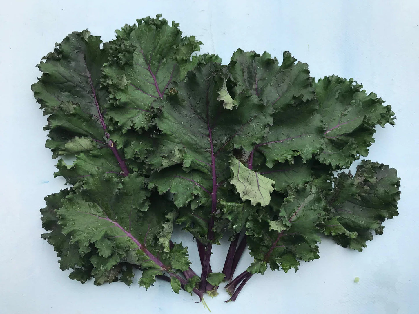 Frise Rouge – Organic Kale Seed