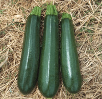Desert – Organic Zucchini Squash Seed