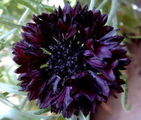 Black Button – Centaurea Seed