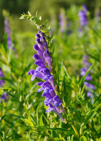Skullcap- Oriental Blue