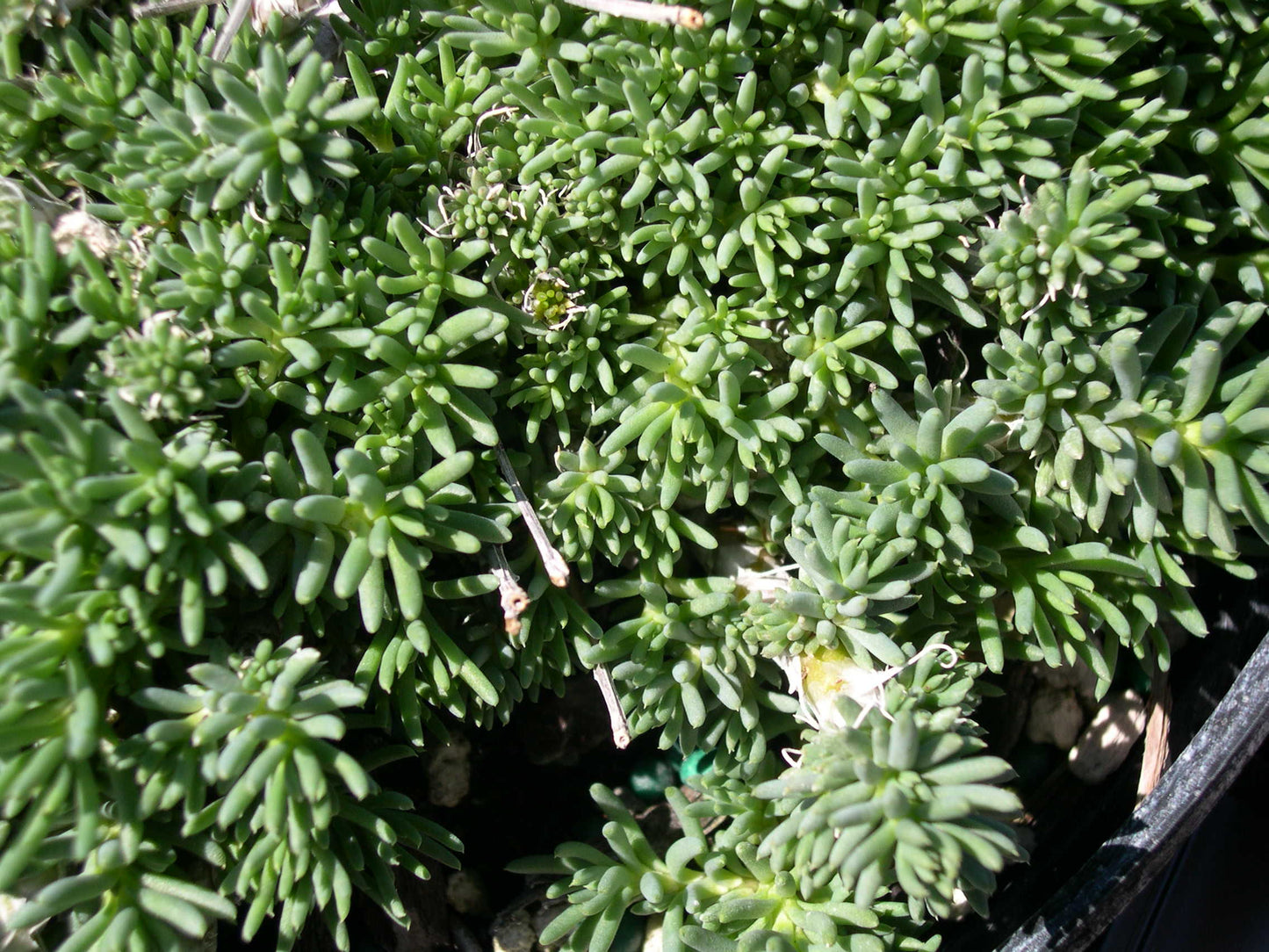 Sedum- Lizard of Madagascar