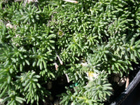 Sedum- Lizard of Madagascar