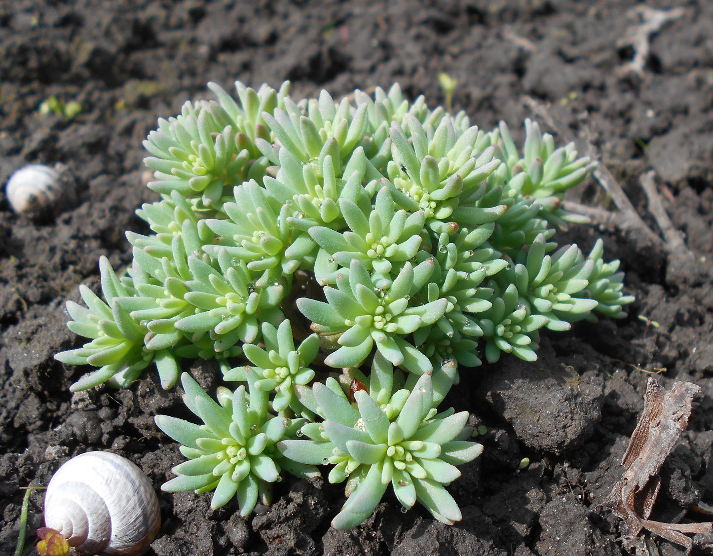 Sedum- Lizard of Madagascar