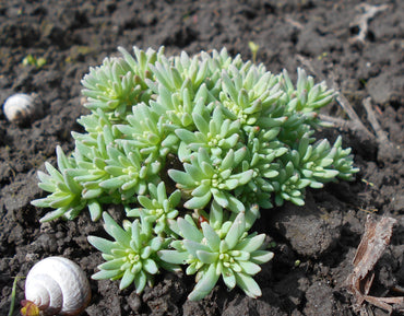 Sedum- Lizard of Madagascar