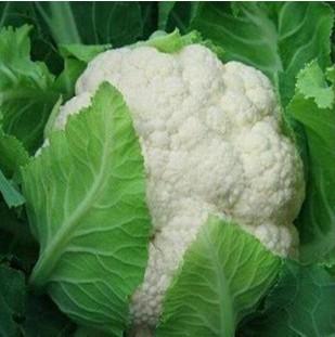 Seiketsu Cauliflower Seeds Healthy Vegetable Seeds