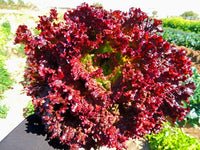 Lettuce- Selway Red