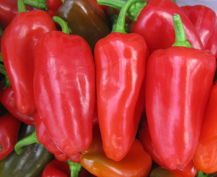 SVPS0897 – Snack Pepper Seed