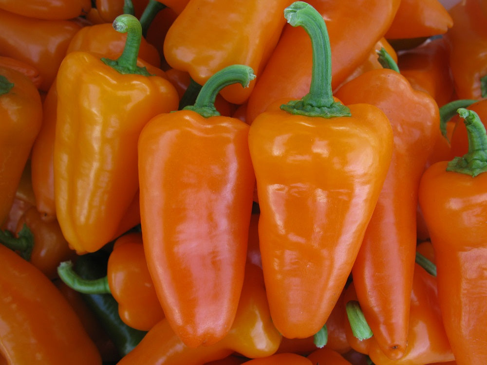 SVPS0953 – Snack Pepper Seed