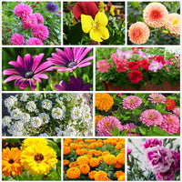 Flower Mix Collection – Flower Seed