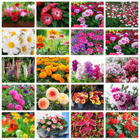 Seedling 5 Pack- Cut Flower Collection