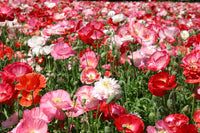 Shirley Poppy- Double Mix