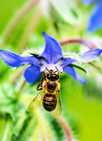 Organic Borage Seeds