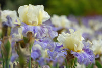 Rhizome Cowboy Reblooming Bearded Iris