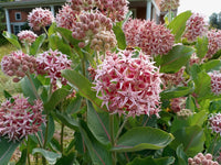 Heirloom Non-GMO Asclepias Speciosa Flower Seeds for Planting – Fragrant Pollinator-Friendly Garden Blooms