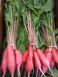 Shunkyo Semi-Long – Radish Seed