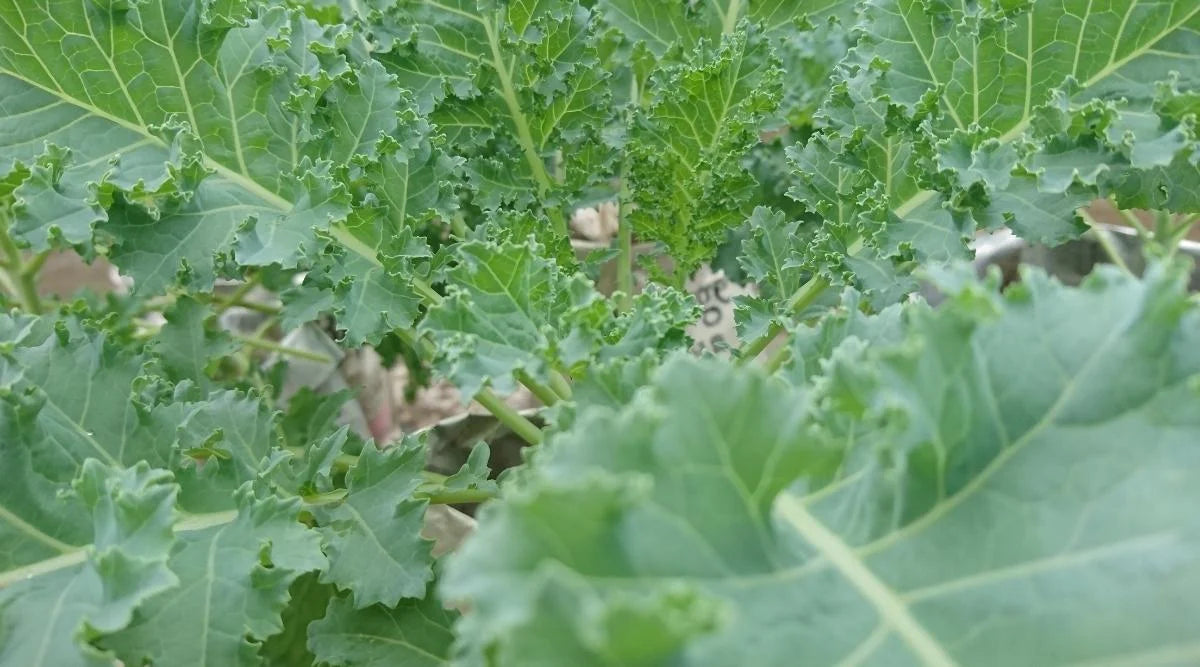 Kalebration Kale Mix – Organic Vegetable Seed