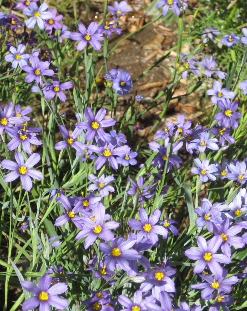 Heirloom Non-GMO Sisyrinchium Montanum Flower Seeds for Planting – Delicate Blue Perennial Garden Blooms - Non-GMO for planting in home garden