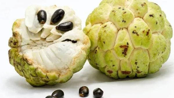 Custard Apple Seeds