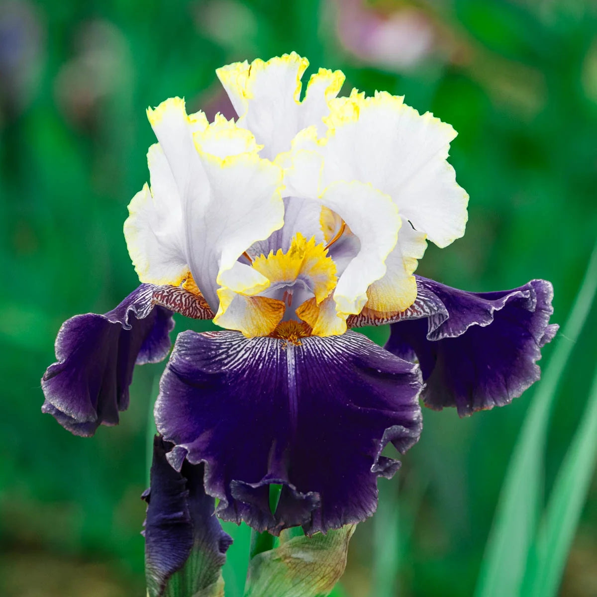 Slovak Prince Bearded Iris Seeds
