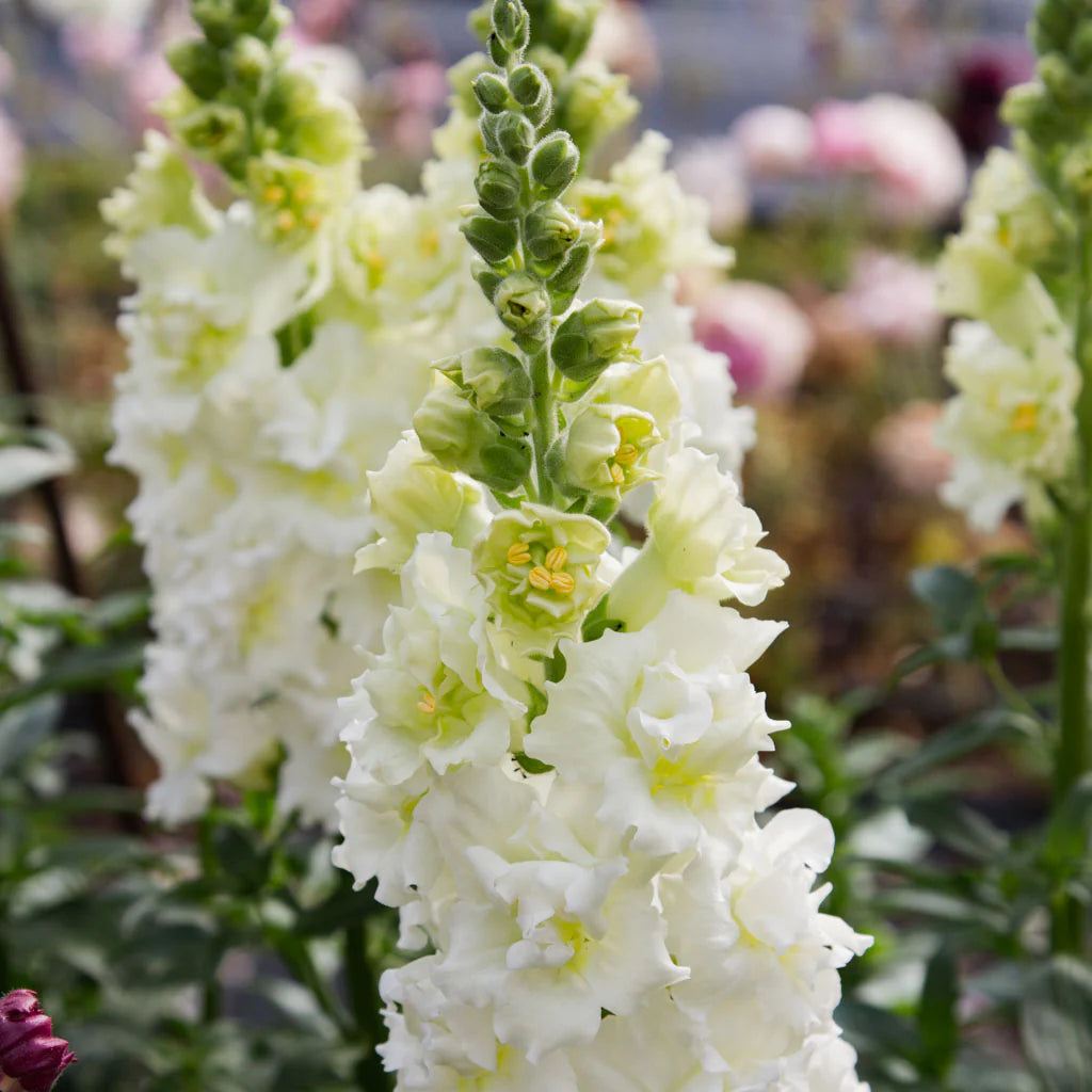 Madame Butterfly Ivory – Snapdragon Seed