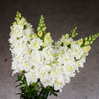 Madame Butterfly Ivory – Snapdragon Seed