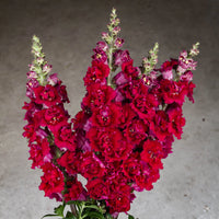 Madame Butterfly Red – Snapdragon Seed