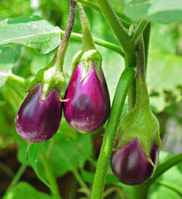 E-Tender – Water Eggplant Seeds
